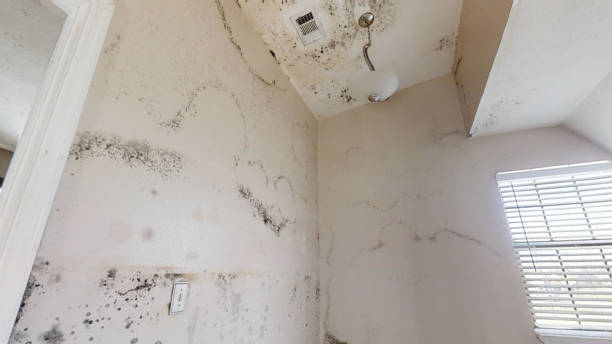 Best Mold Remediation for Vacation Homes  in Quincy, MA