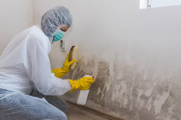 Best HVAC Mold Inspection and Cleaning  in Quincy, MA