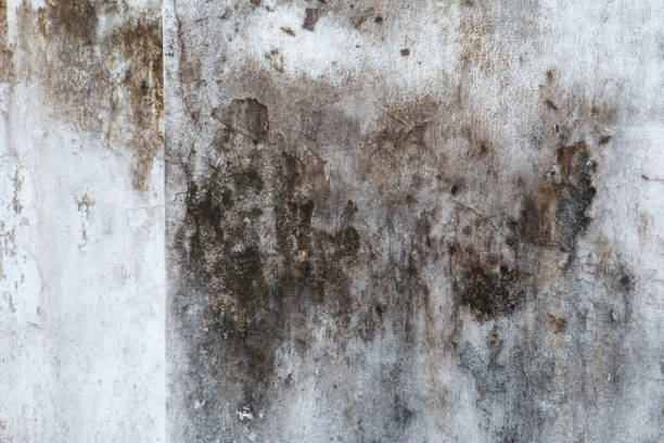 Best Water Damage & Mold Remediation  in Quincy, MA