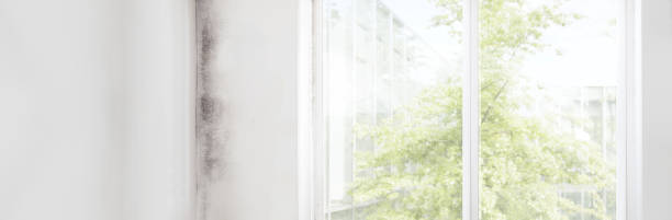 Best Comprehensive Air Testing for Mold Contaminants  in Quincy, MA