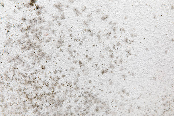 Mold Removal for HVAC Installations in Quincy, MA