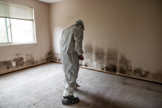 Best Forensic Mold Investigation  in Quincy, MA