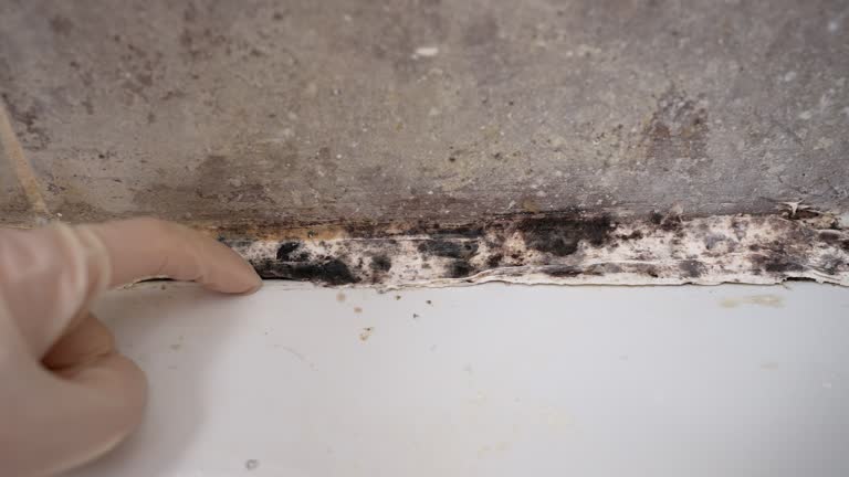 Reliable Quincy, MA Mold Removal Solutions